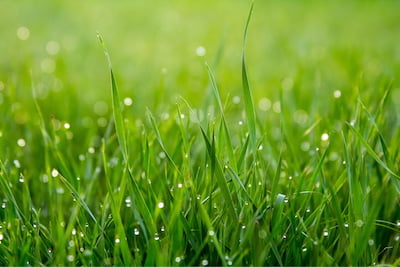 Morning dew on grass