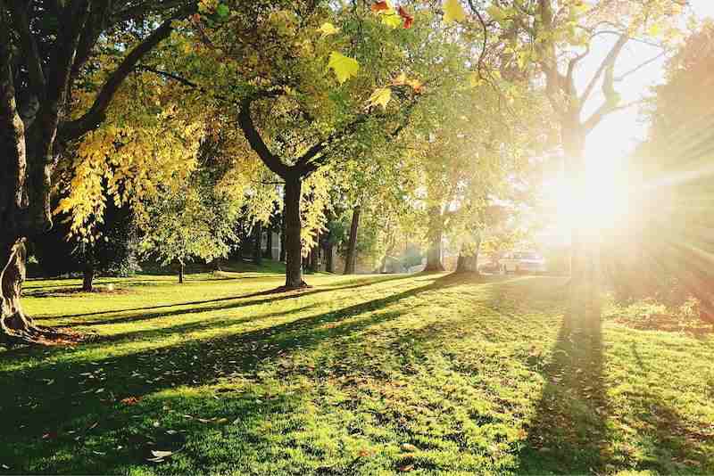 Trees with sunshine shining through branches